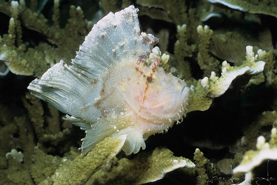 Poisson-Scorpion feuille (Taenianotus tricanthus)