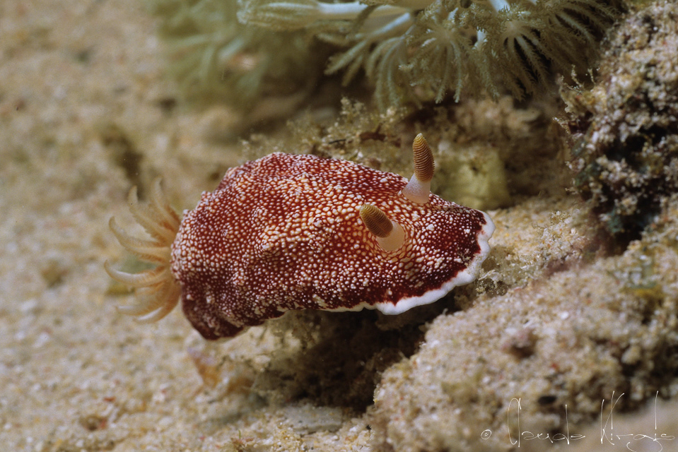 Doris persillé (Chromodoris sp)
