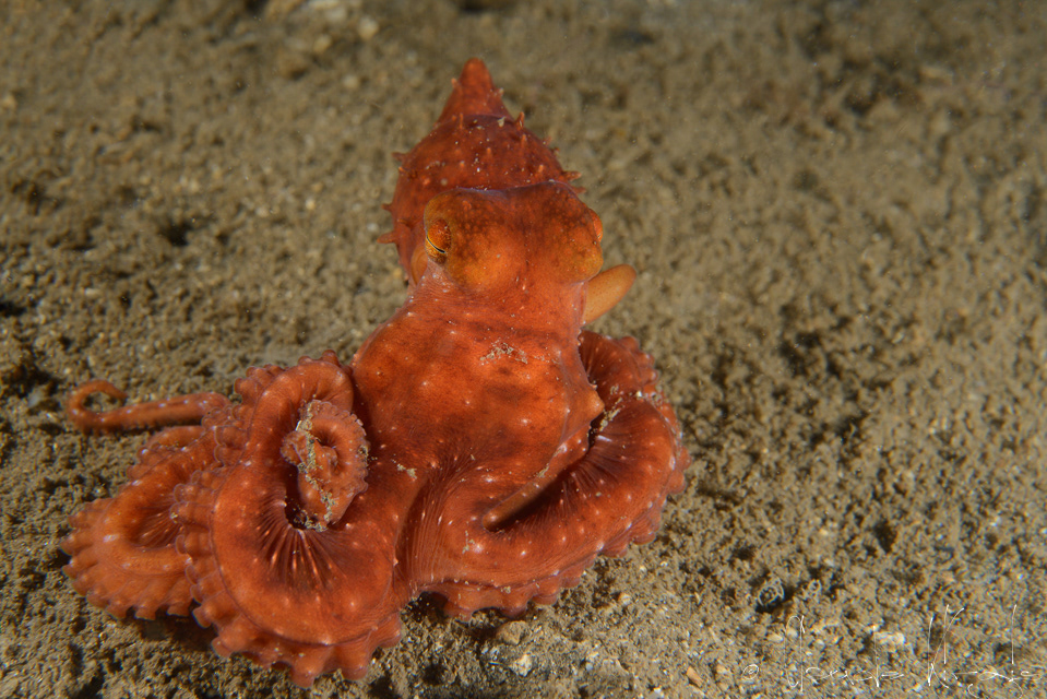 Poulpe étoilé (Callistoctopus luteus)