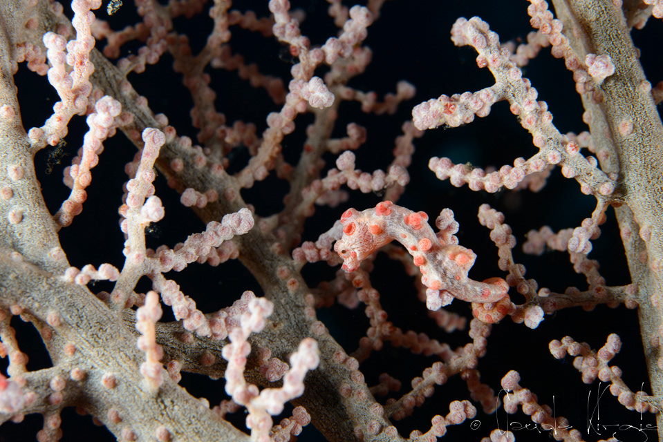 Hippocampe pygmé (Hippocampus bargibanti)