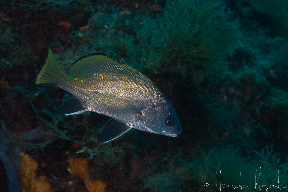 Le Corb (Sciaena umbra)