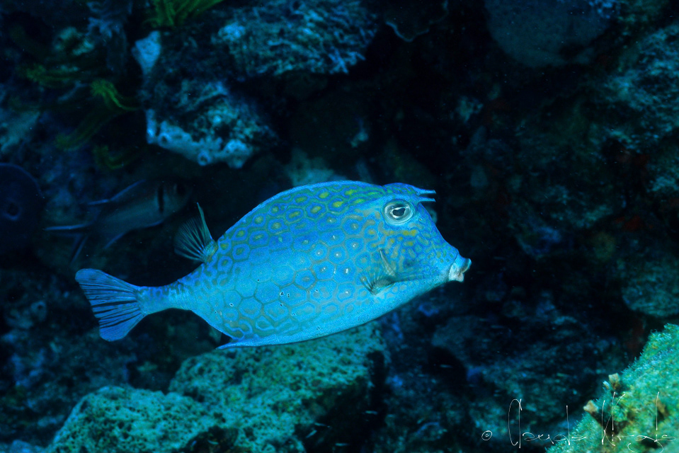 Poisson-coffre nid d'abeille (Lactophrys polygonia)