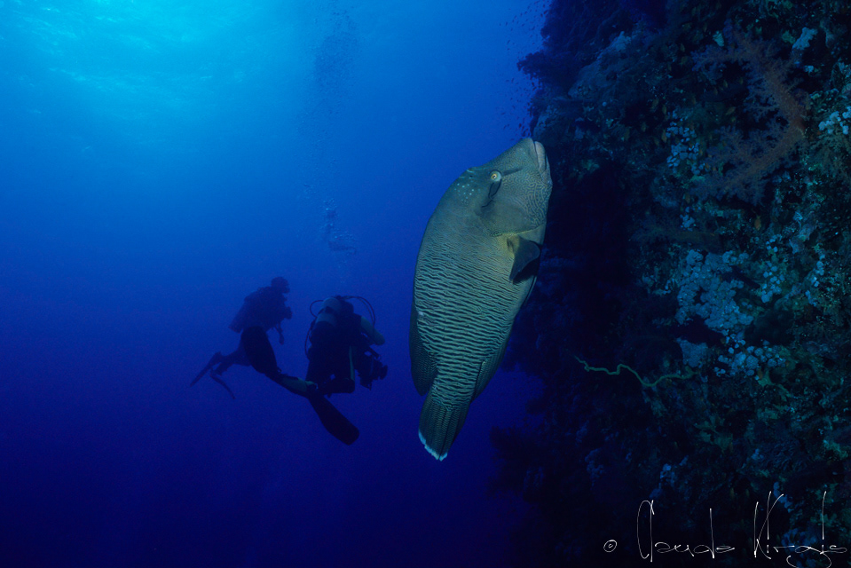Napoléon (Cheilinus undulatus)