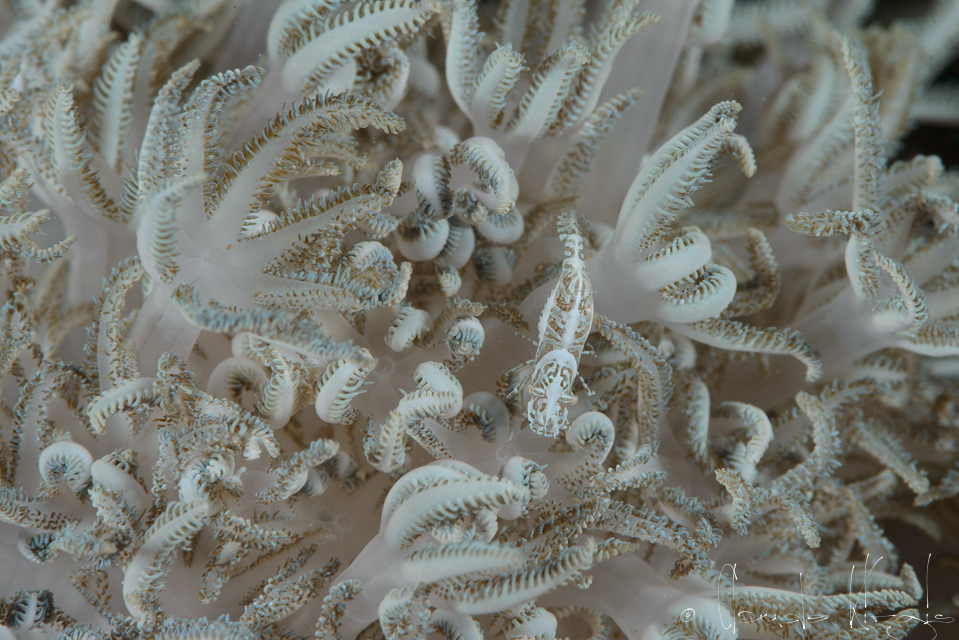 Crevette commensale des Xénias (Alcynohippolyte commensalis) 