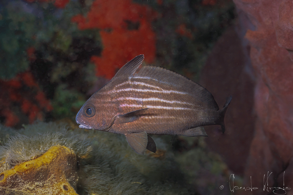 Dragonnet (Equetus acuminatus) 