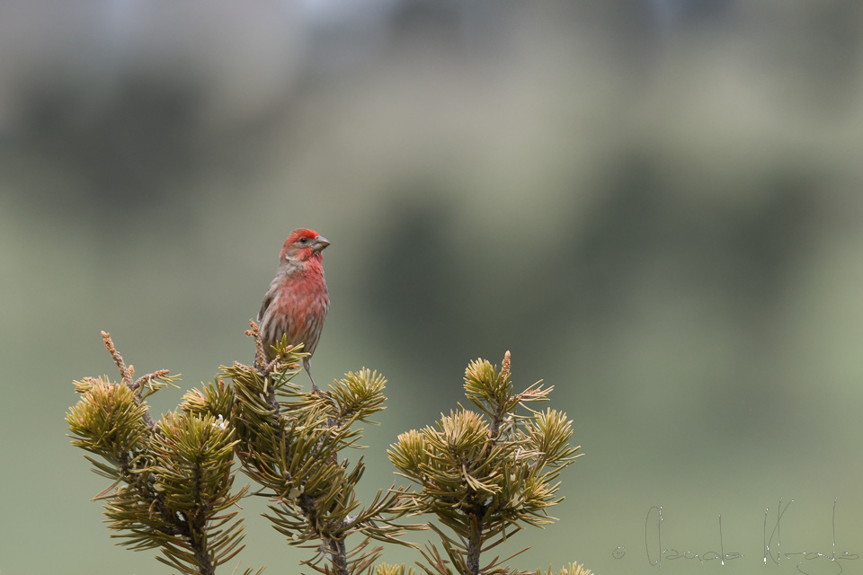 Roselin familier-House Finch (Haemorhous mexicanus)