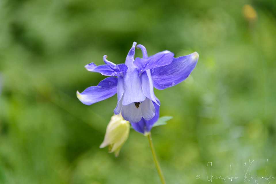 L'Ancolie des Alpes (Aquilegia alpina)