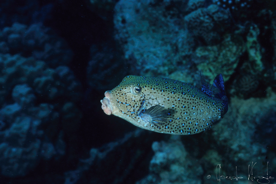 Poisson-Coffre Jaune Mâle (Ostracion cubicus)