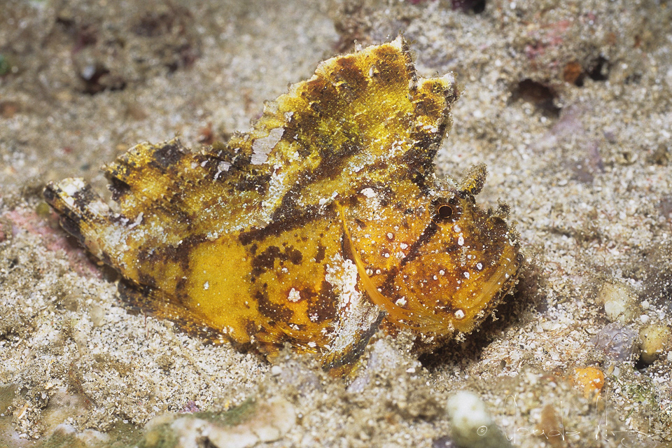 Poisson-Scorpion Feuille (Taenianotus tricanthus)