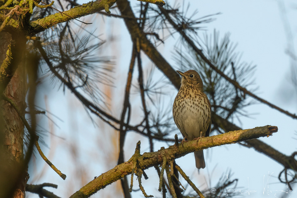 Grive musicienne (Turdus philomelos)