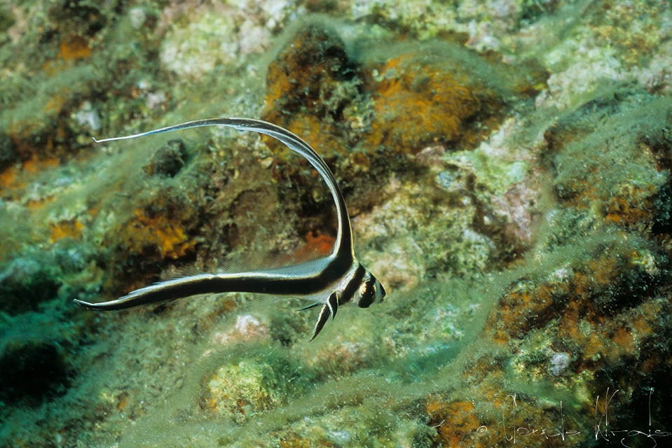 Chevalier Ponctué-juvénile (Equetus punctatus)