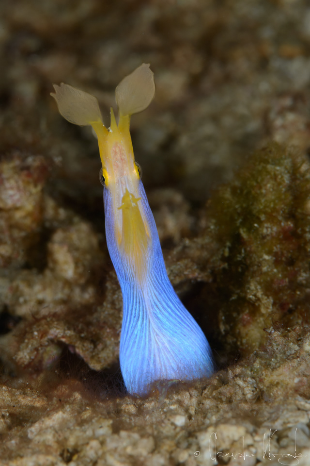 Murène ruban-mâle (Rhinomuraena quaesita)