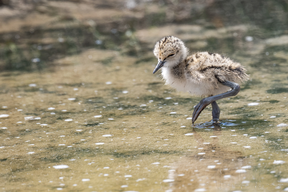 Echasse blanche-Poussin (Himantopus himantopus)
