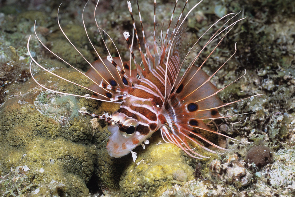 Poisson-Lion à antennes (Pterois antennata)