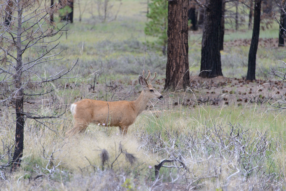 Cerf mulet-Mule deer (Odocoileus hemionus)