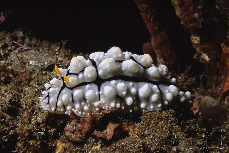 Phyllidie élégant (Phyllidia elegans) 