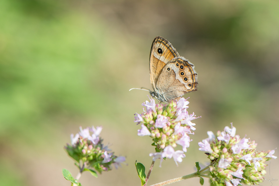 Le Céphale (Coenonympha arcania)