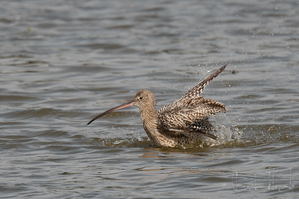 Courlis cendré (Numenius arquata)