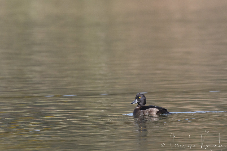 Filigule Morillon (Aythya fuligula)
