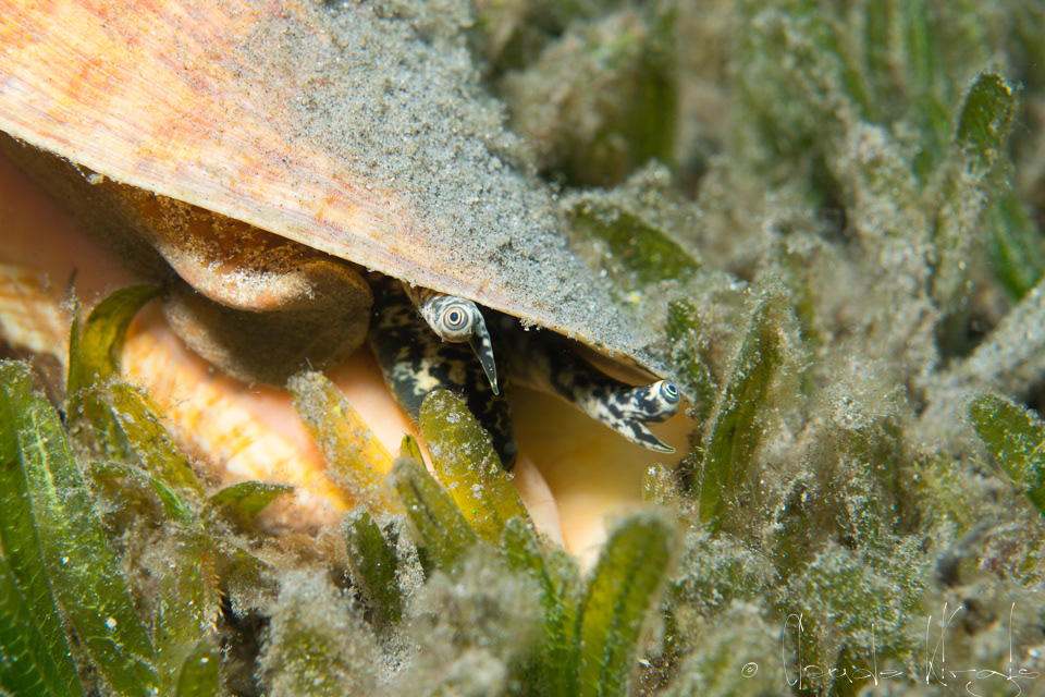 Lambi (Strombus gigas)