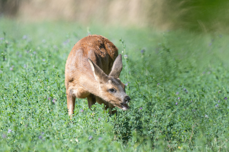 Chevreuil d'europe (Capreolus capreolus)