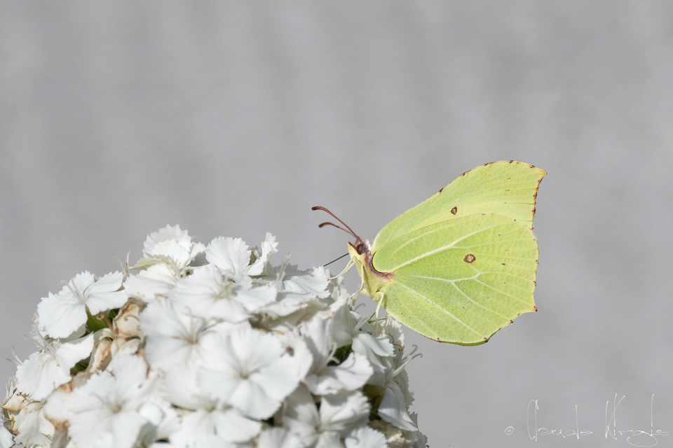 Le Citron (Gonepteryx rhamni)