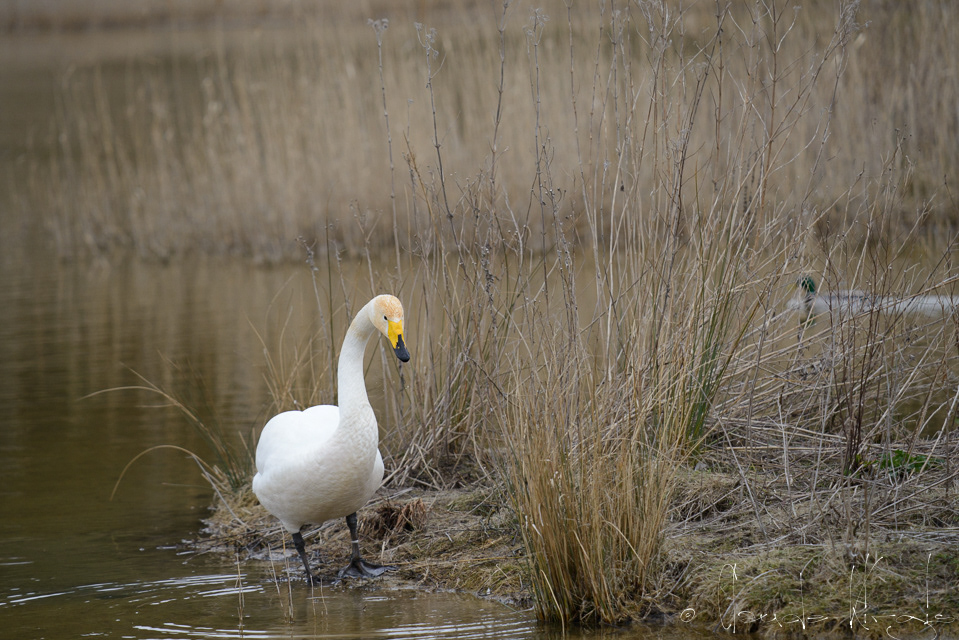 Cygne chanteur (Cygnus cygnus)