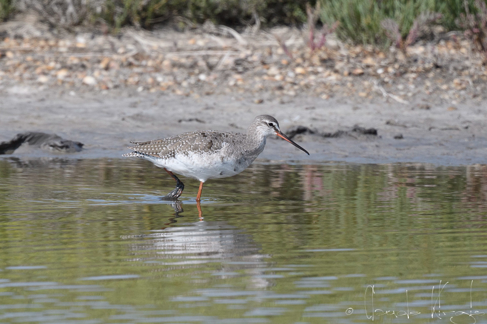 Chevalier Arlequin (Tringa erythropus)