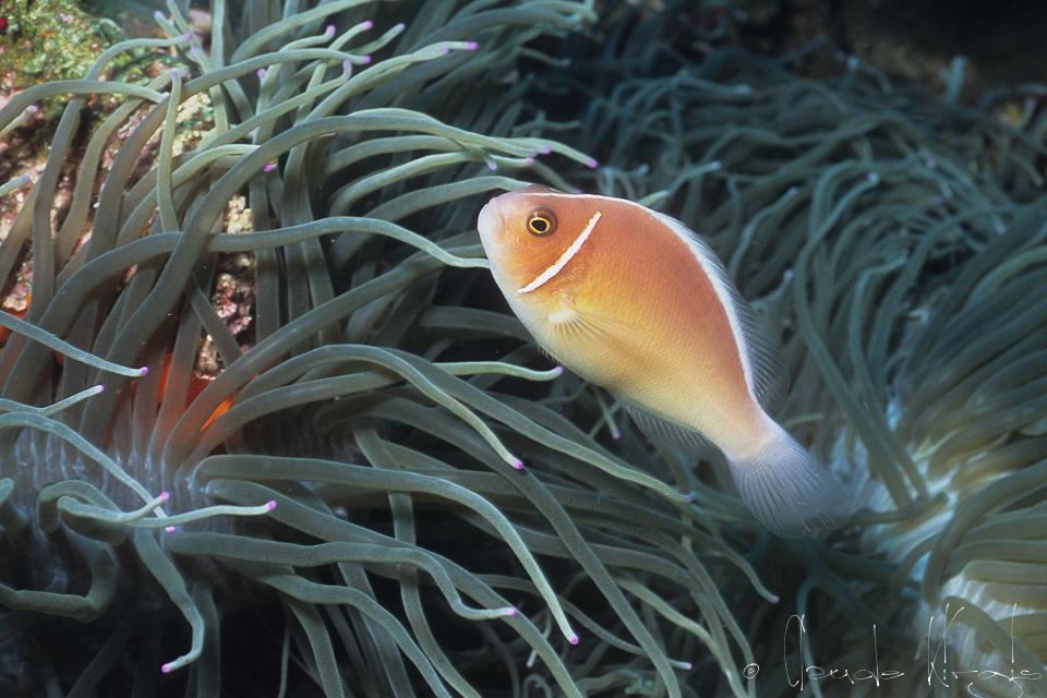 Poisson-Clown Rose (Amphiprion perideraion)