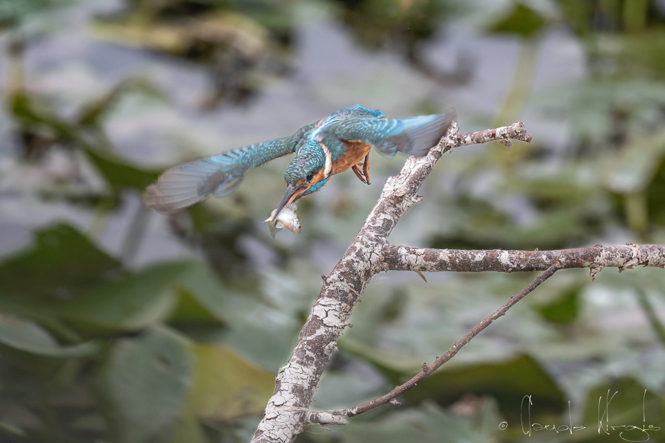 Martin-pêcheur d'Europe (Alcedo atthis)