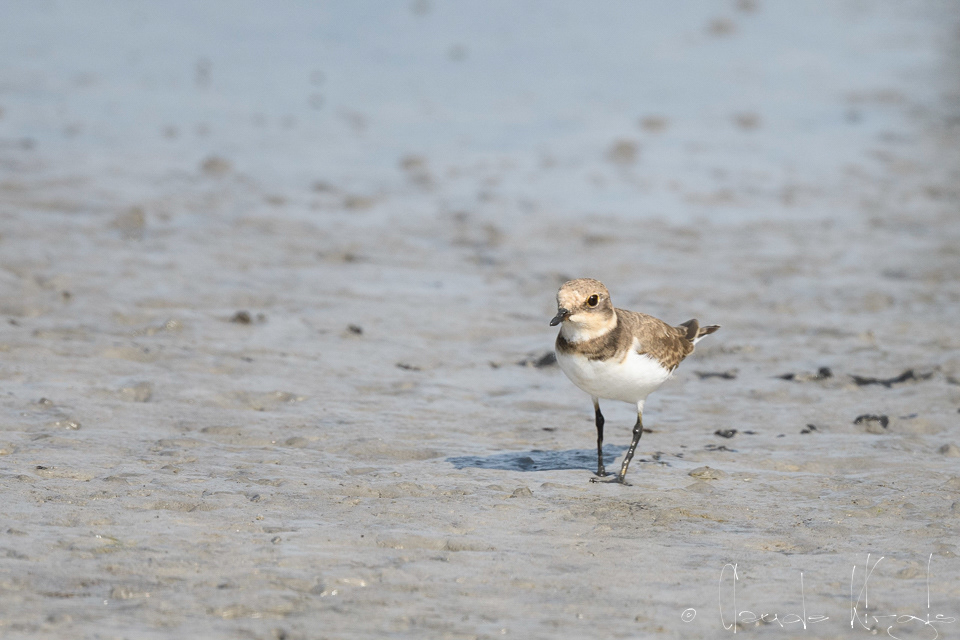 Petit Gravelot (Charadrius dubius)