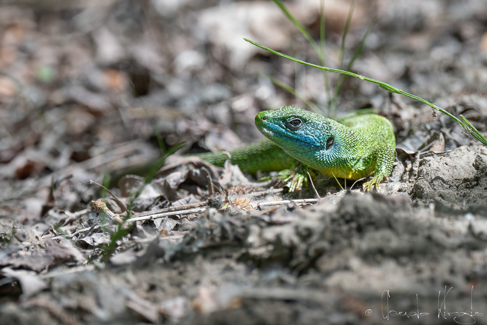 Lézard vert (Lacerta bilineata)