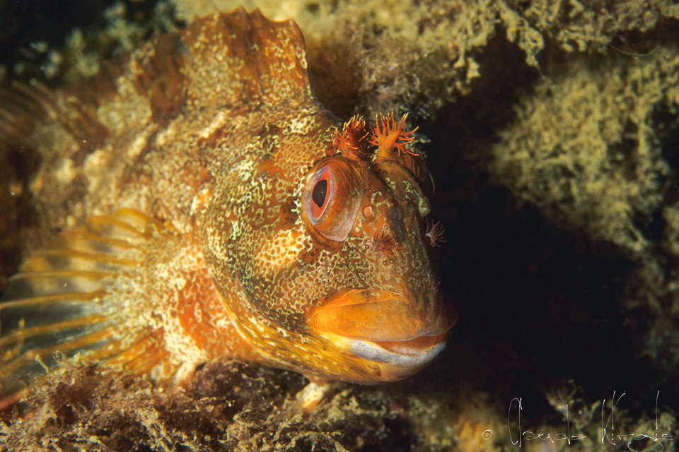 Blennie gattorugine (Parablennius gattorugine)