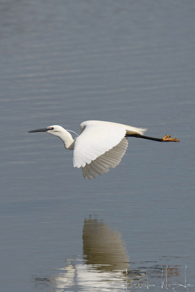 Aigrette garzette (Egretta garzetta)
