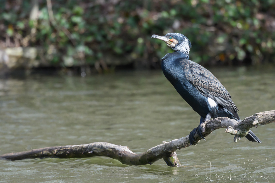 Grand Cormoran (Phalacrocorax carbo)