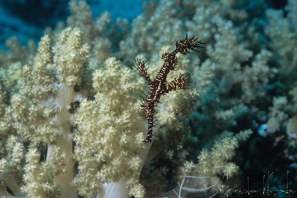 Poisson-Fantôme  Arlequin (Solenostumus paradoxus)