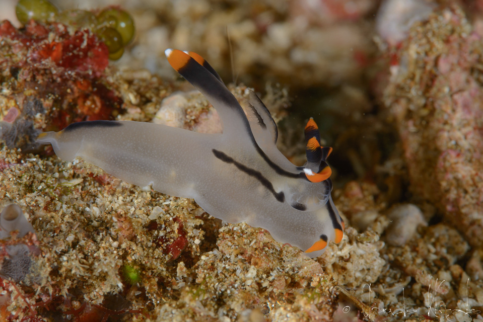 Thecacera peint (Thecacera picta)