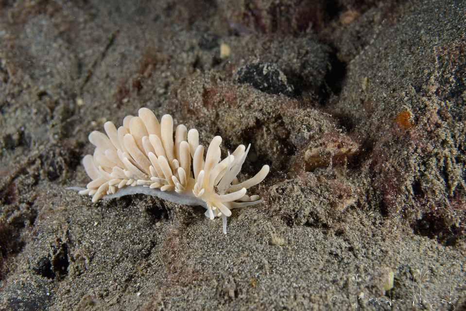 Phyllodesmium (Phyllodesmium sp)