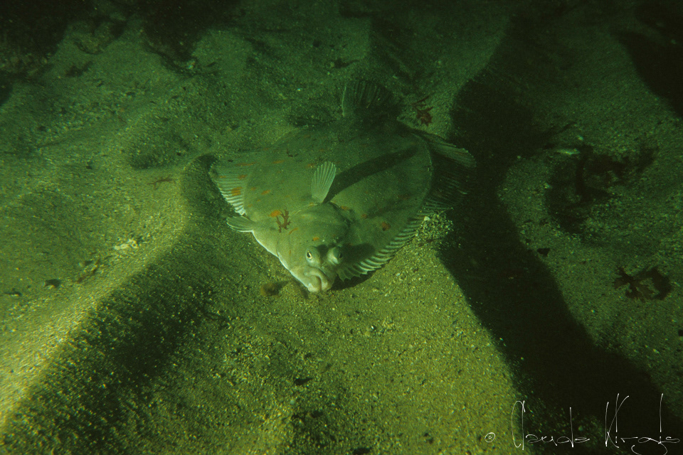 Plie-Carrelet(Pleuronectes platessa) 