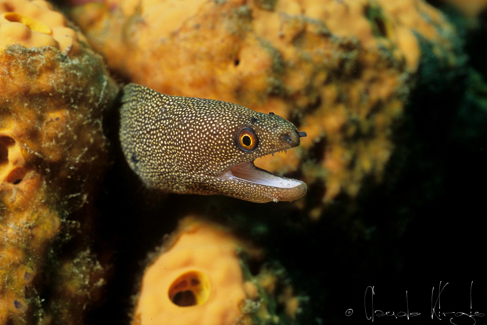 Murène porcelaine (Gymnothorax miliaris)