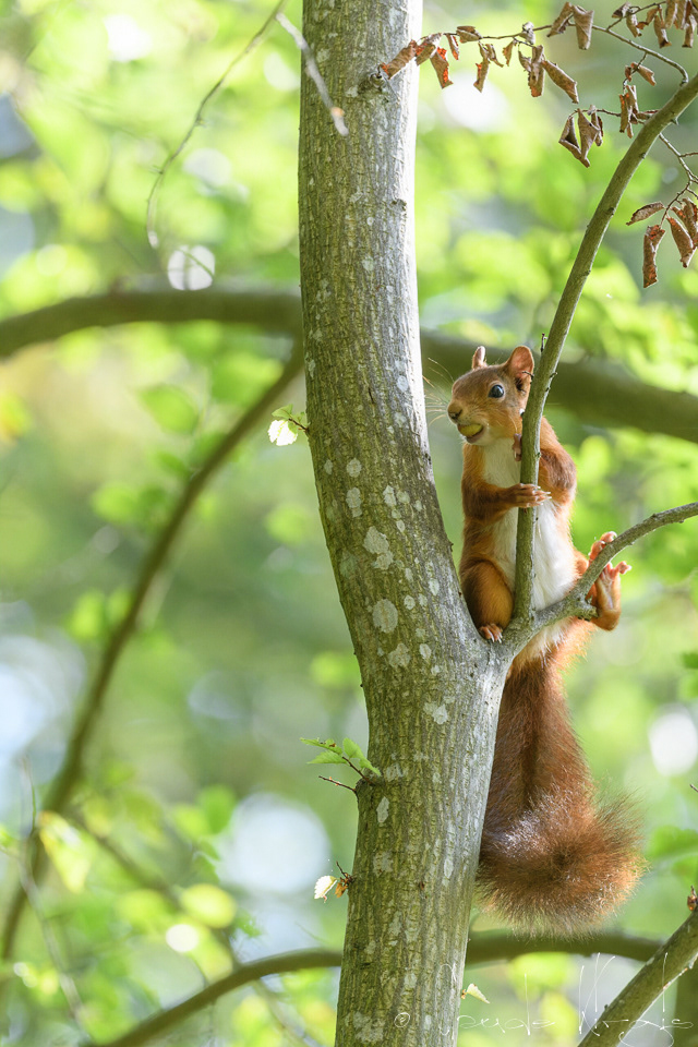 Ecureuil roux (Sciurus vulgaris)