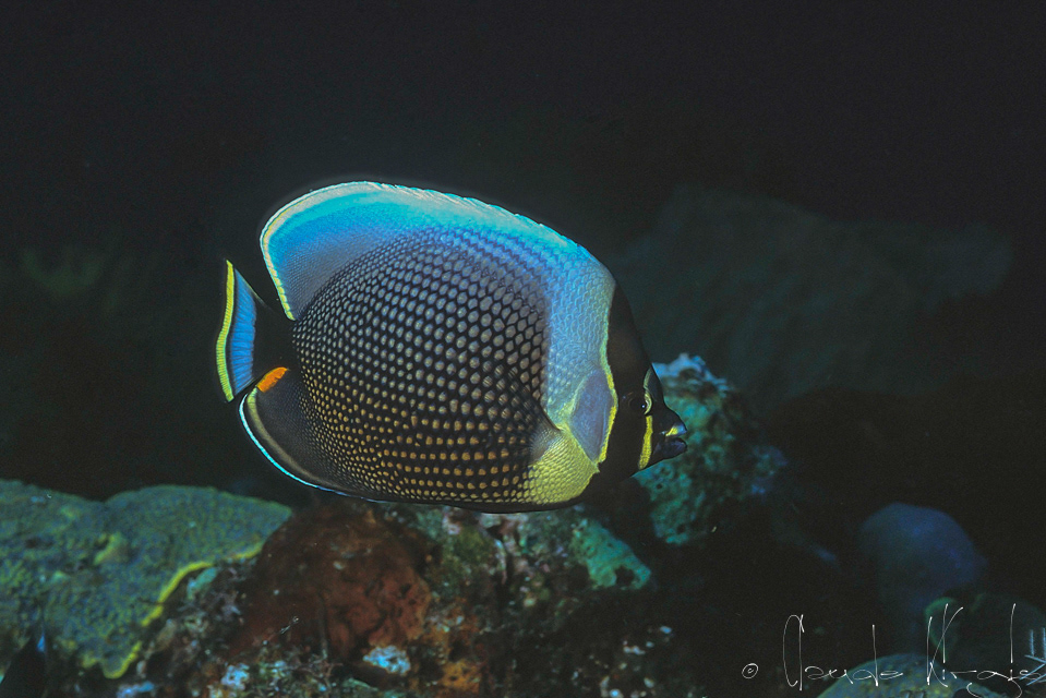 Poisson-Papillon Réticulé (Chaetodon reticulatus)