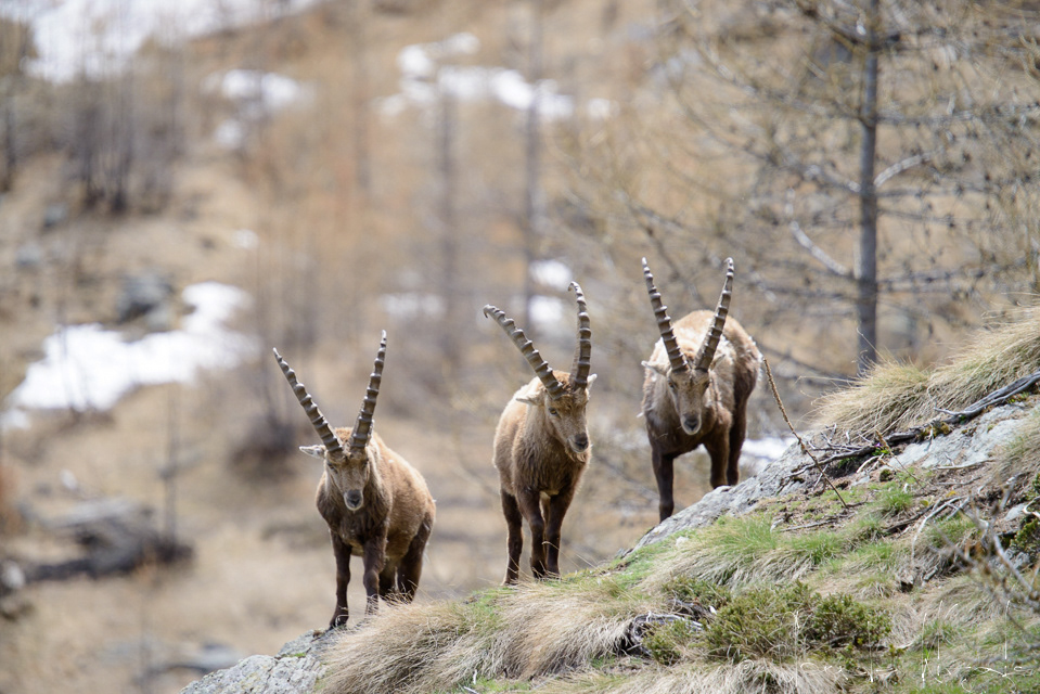 Bouquetin des Alpes (Capra ibex)