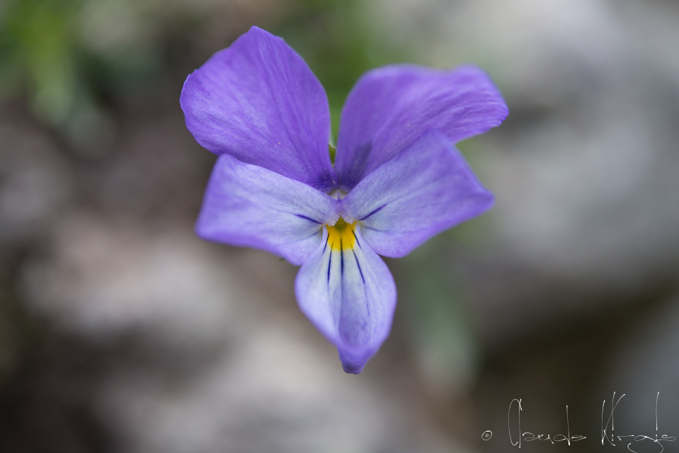 Pensée des Alpes (Viola calcarata)