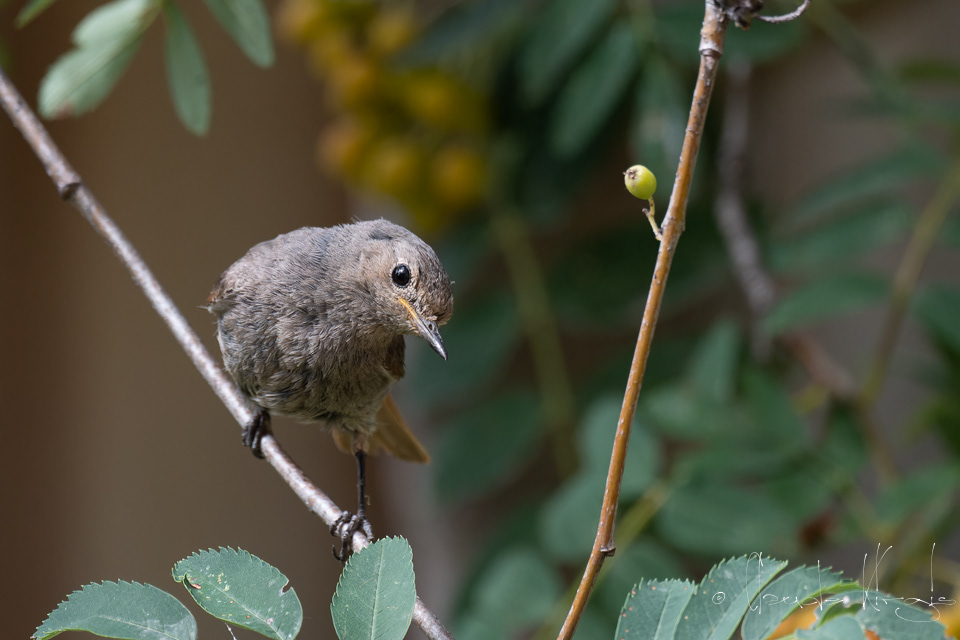 Rougequeue noir (Phoenicurus ochruros)
