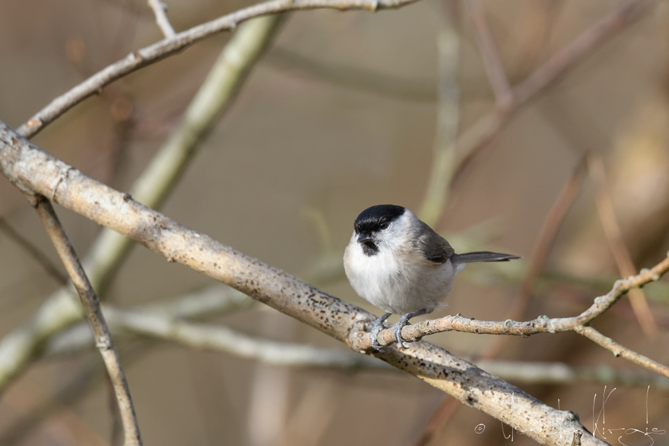 Mésange nonnette (Poecile palustris)