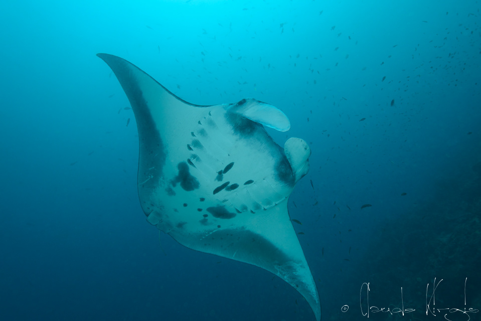 Raie Manta (Manta birostris)