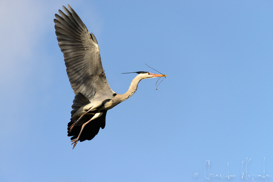 Héron cendré (Ardea cinerea)
