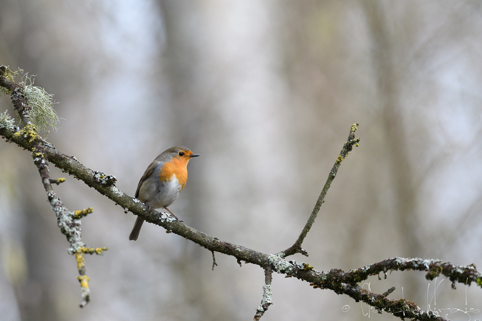 Rougegorge familier (Enthacus rubecula)