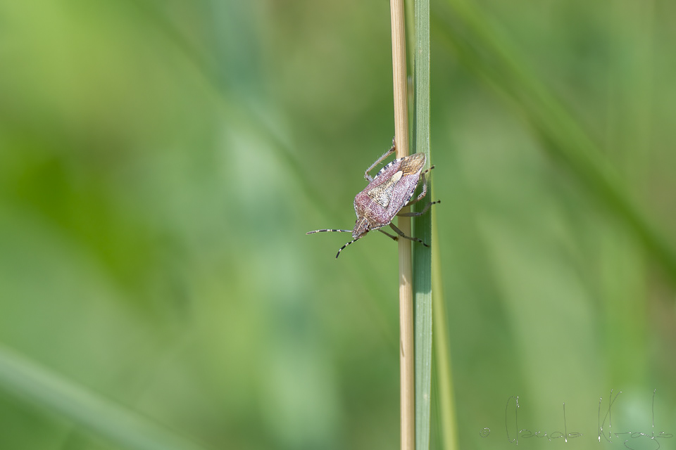 La punaise nébuleuse (Rhaphigaster nebulosa)